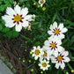 Star Cluster Coreopsis