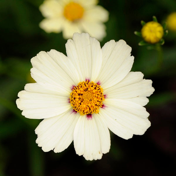 Star Cluster Coreopsis