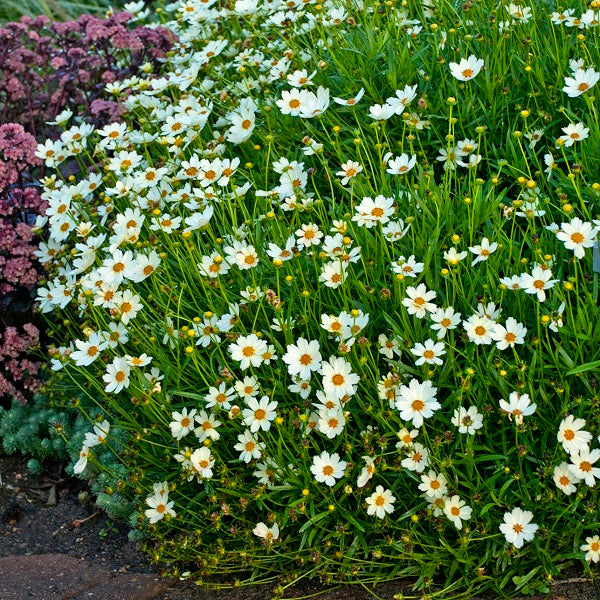 Star Cluster Coreopsis