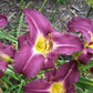 Star Lane Daylily- Heritage Collection