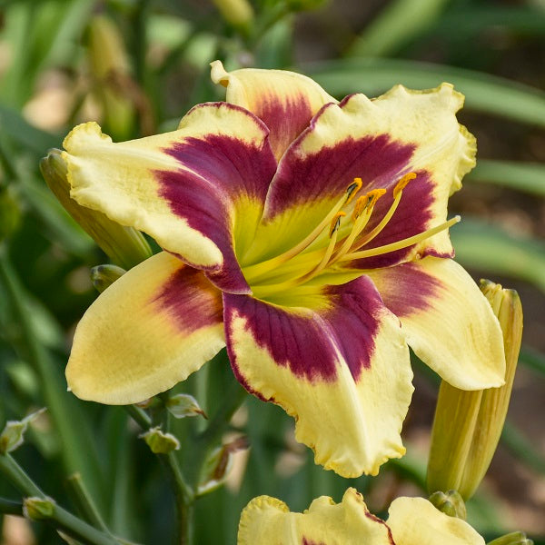 Star Of The North Daylily