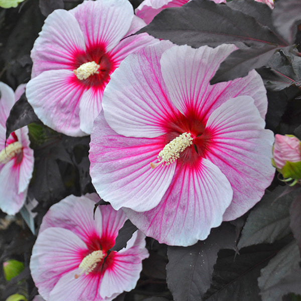 Starry Starry Night Hibiscus