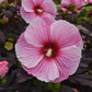 Starry Starry Night Hibiscus