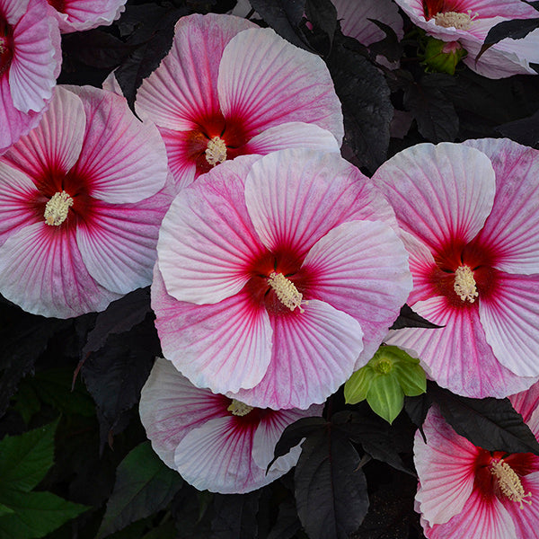 Starry Starry Night Hibiscus