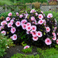 Starry Starry Night Hibiscus