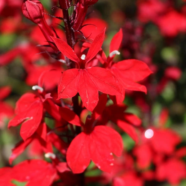 Starship™ Scarlet Bronze Leaf Cardinal Flower