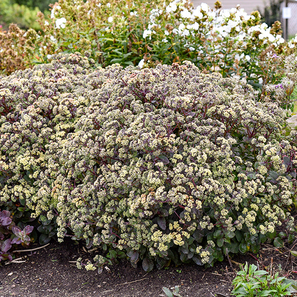 Stellar Stonecrop