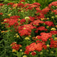 Strawberry Seduction Yarrow