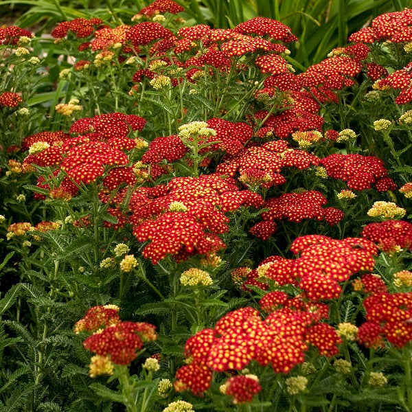 Strawberry Seduction Yarrow