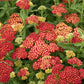 Strawberry Seduction Yarrow