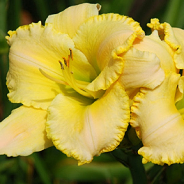 Stylish Star - Daylily