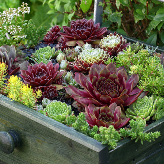 chicken head succulent Hen and Chicks Succulent Mix (Bag of 5) – Wild & Son