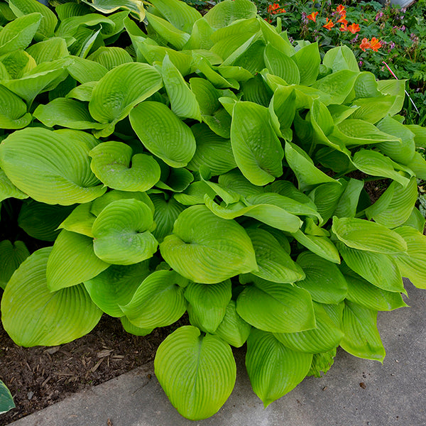 Sum and Substance Hosta