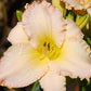 Summer Blessings - Daylily