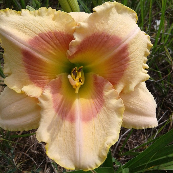 Summer Blush Daylily