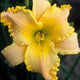 Summer Fragrance - Daylily