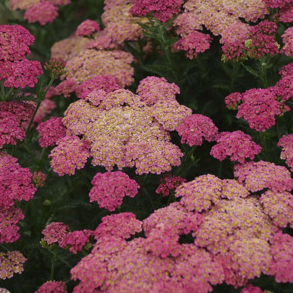 Summer Splash Yarrow