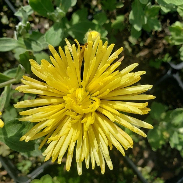 Sun Spider Chrysanthemum