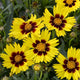 Sunfire Coreopsis