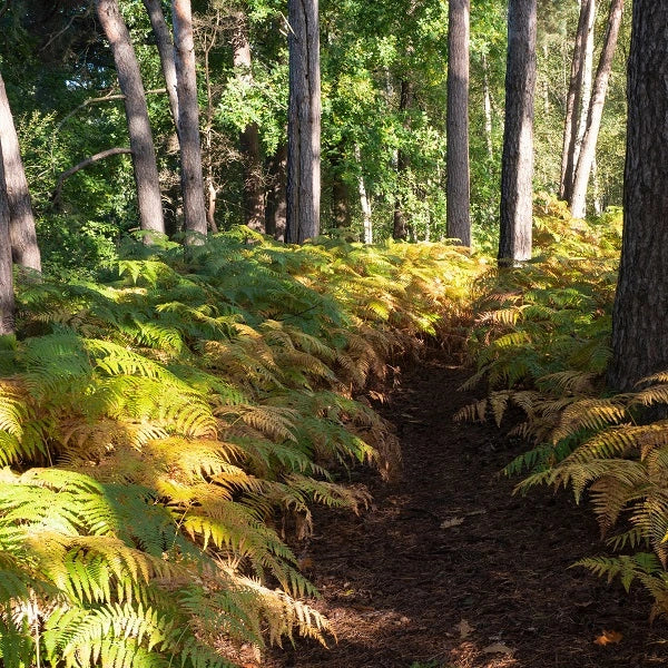 Sunset Fern