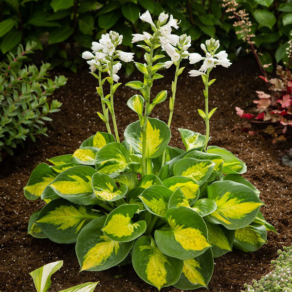 Sunset Grooves Hosta