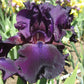 Superstition Iris