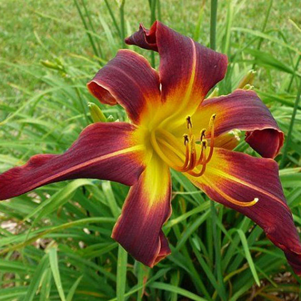 Susan Heimerdinger Daylily