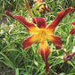 Susan Heimerdinger Daylily