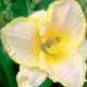 Sweet Allelu - Daylily