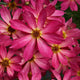 Sweet Tart Coreopsis