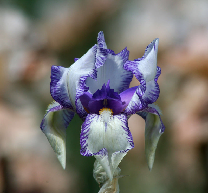 Gardener's Perfume Iris Collection