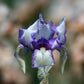 Get Them All Tall Bearded Iris Collection