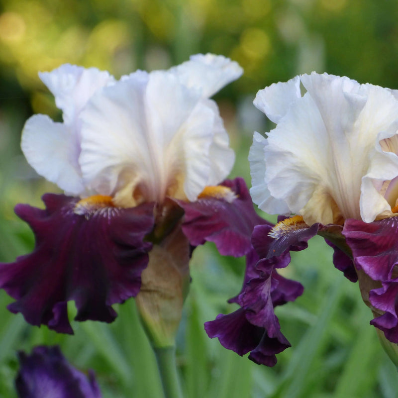 Get Them All Tall Bearded Iris Collection