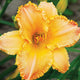 Taffeta Fashion Daylily - representative mature plant