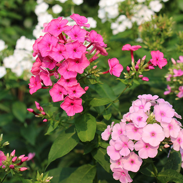 Tall Garden Phlox Mix