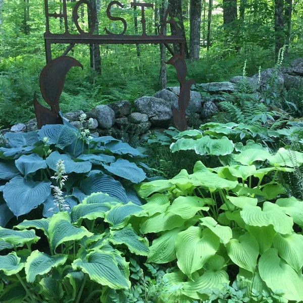 Tall Hosta