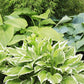 Tall Hosta