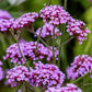 Tall Verbena