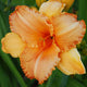 Tangerine Rose Gala Daylily