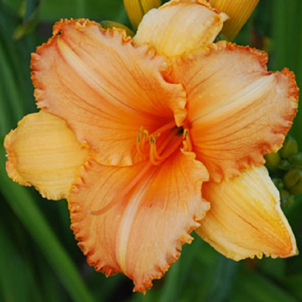 Tangerine Rose Gala Daylily