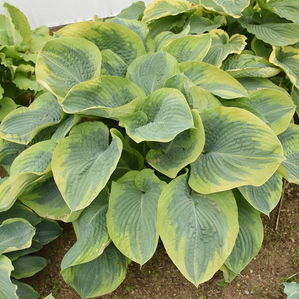 Terms of Endearment - Giant Hosta