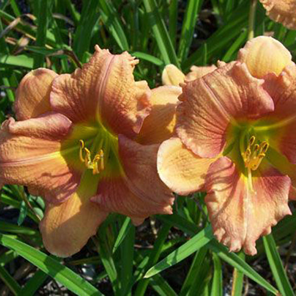 Tessa Daylily