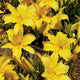 Tetrina's Grand Daughter Daylily - representative mature plant