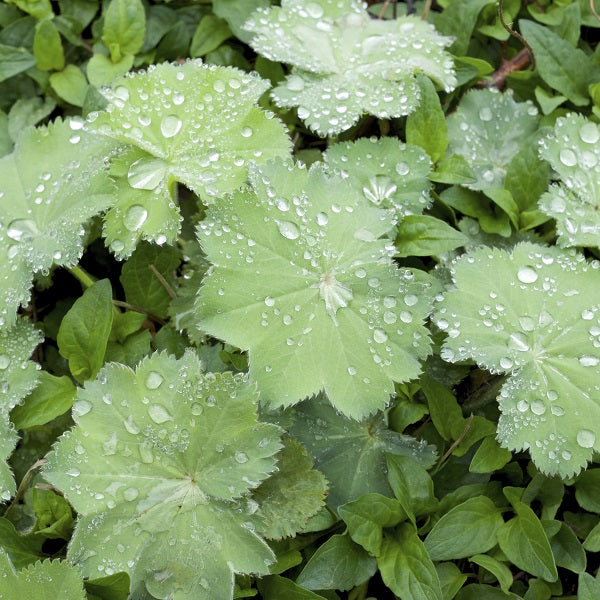 Thriller Lady's Mantle