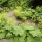 Thriller Lady's Mantle