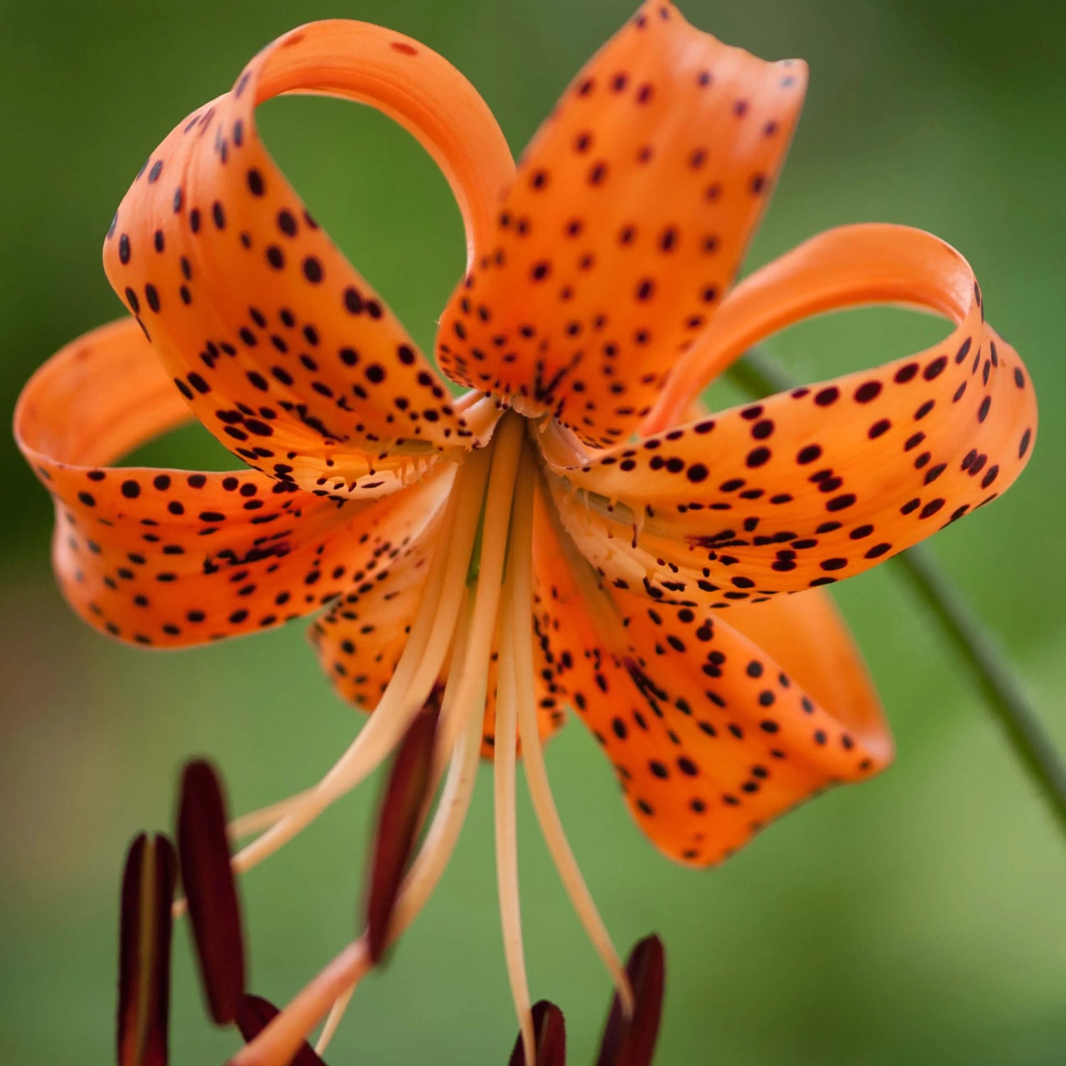 Tiger's Roar Tiger Lily