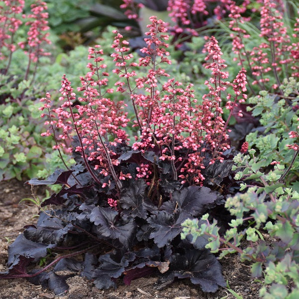 Timeless Night Coral Bells