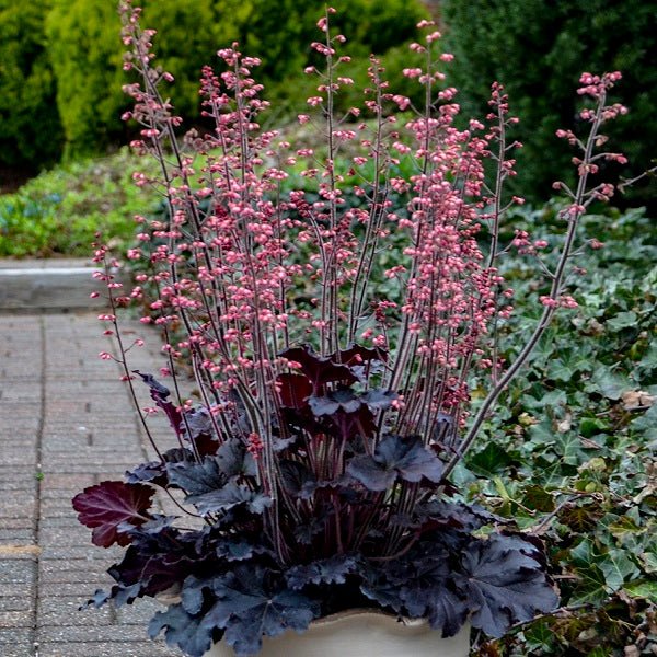 Timeless Night Coral Bells