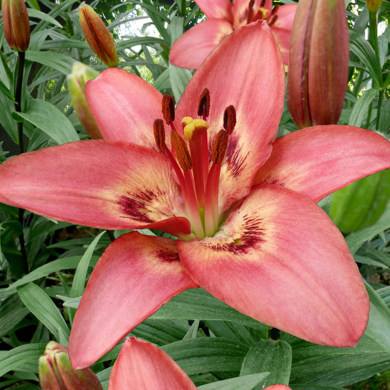 Tinilco Asiatic Lily