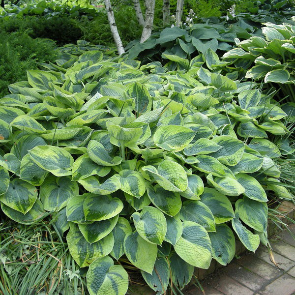 Tokudama Flavocircinalis - Tall Hosta